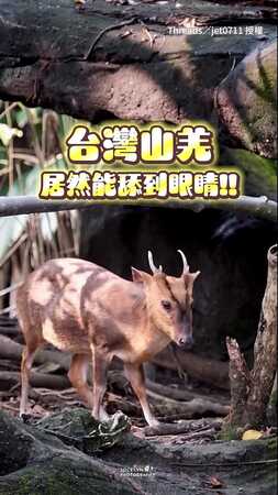 【這舌頭沒在開玩笑】台灣山羌竟然能舔到眼睛！原來是愛乾淨的好寶寶～