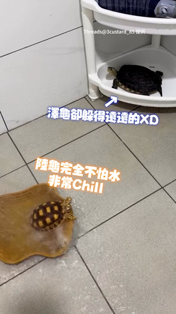 【裝錯靈魂？】陸龜「熱愛泡澡」沖水超chill！澤龜躲超遠死都不碰XD