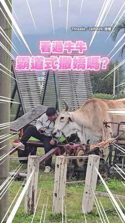 【重量級撒嬌】牛牛「霸道式撒嬌」力道全開！　歪頭猛蹭人都撞歪XD