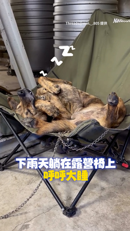 【保全汪偷摸魚】下雨天躺露營椅睡到翻肚XD