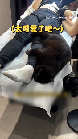 【客人別走】黑貓抱住客人腿完全不動XD