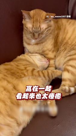 【橘貓 橘貓】媽想坐下卻發現沙發被4隻橘貓睡滿了