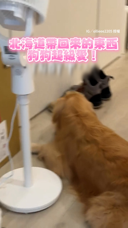 【就是這個味！】狗狗超沉醉主人連穿5天的雪靴XD