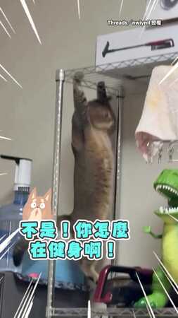 【你怎麼在健身啊！】貓咪雙手掛在鐵架上狂練引體向上XD