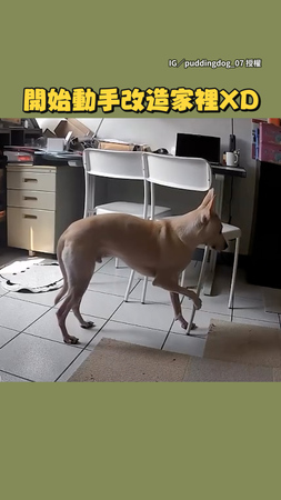 【狗狗設計師】聰明汪自己在家拉椅子改造成一個小角落