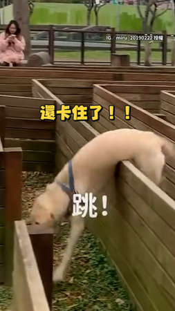 【跨欄失敗】狗狗不走迷宮選擇繞路 跳失敗屁股還卡住