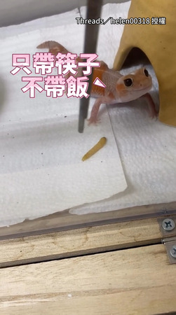 【你近視嗎？】守宮放飯時間！食物近在眼前就是看不到XD