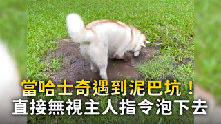 當哈士奇遇到泥巴坑！　直接無視主人指令泡下去