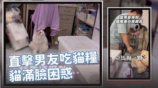 貓貓直擊男友試吃貓糧　滿臉困惑：怎麼吃我飯？