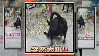 爸爸一拖地歐告就出任務　緊追拖把滿屋跑笑翻全家