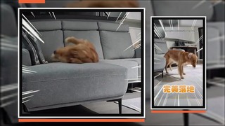 狗狗睡到翻車「墜落沙發」　下秒完美落地