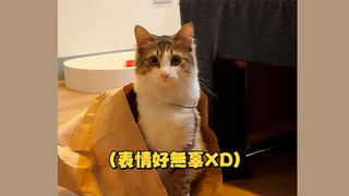 貓被紙袋繩套住不會出來 滿臉呆萌叫媽幫忙