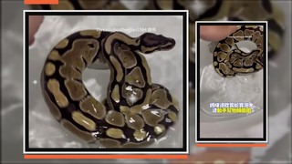 球蟒洗澡要儀式感！　泡水媽幫「自轉」超chill