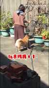 【澆花變大亂鬥】柴犬把水管當拔河繩！湊一咖狂甩逼得主人大慘叫XD