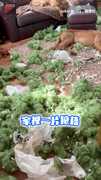 【兇手就在其中】到底哪隻狗拆的？才帶去海邊放電完 出個門回來家又沒了...