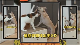 狗狗出「貓拳」邀玩　結果單方面被揍XD