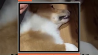 柯基嘴唇掀起以為是齜牙 淡定幫牠蓋回去