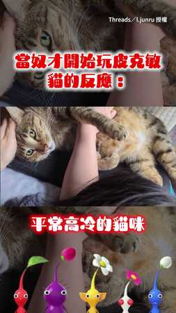 【我的掌花比較香】奴才快被皮克敏搶走！虎斑貓大吃醋「用這招」強行爭寵XD