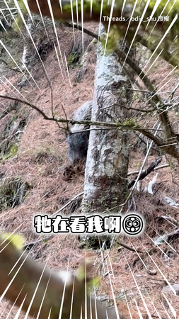 【野豬騎士來了！】離營取水與山豬撞個正著！他躲樹後傻眼：被山豬包圍了