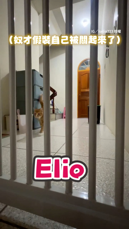 【沒一天省心的】奴才假裝被關起來　聰明貓貓下樓喊嬤幫開門XD