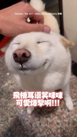 【可愛爆擊】柴柴搖尾迎接爸回家！飛機耳＋笑咪咪畫面太療癒❤️