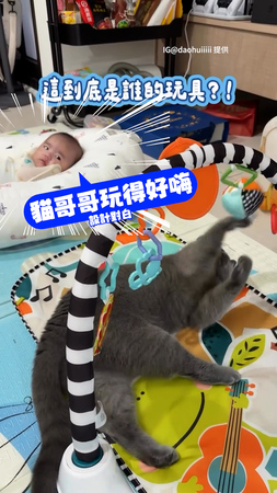 【自己的玩具不玩】貓咪躺地嗨玩健力架！寶寶眼神超困惑XD