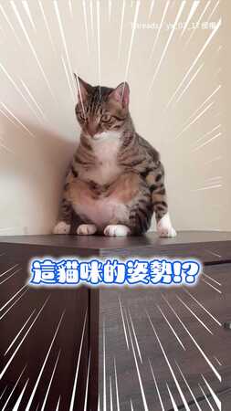 【工讀生快出來】這貓竟然會亞洲蹲！姿勢還超標準