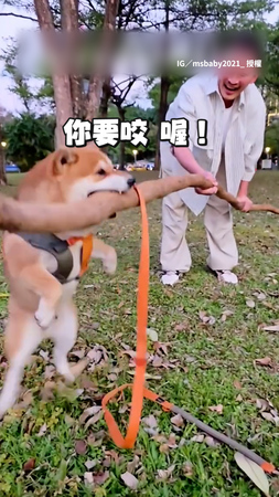 【我要帶回家】柴柴見超大樹枝有夠興奮 狂試圖咬起要帶走