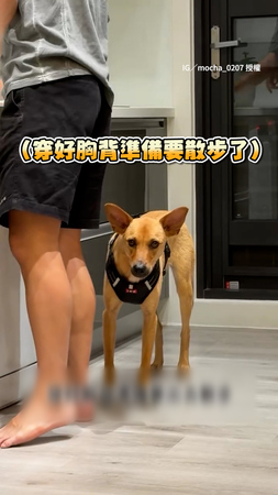 【偶等不及了...】爸出門前發現忘記澆花　準備散步的狗無奈但不說XD