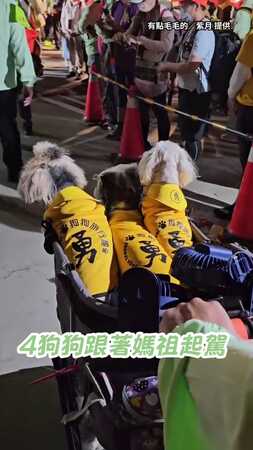 【17歲汪得癌】飼主去年求媽祖「化療順利」　今年帶4汪進香團追隨還願