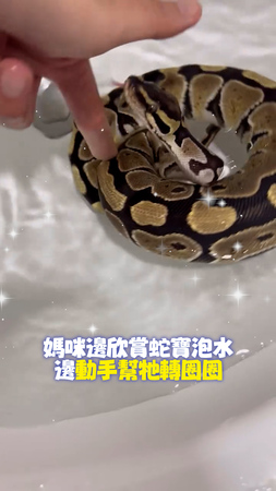 【洗澡要儀式感】球蟒洗手台泡水！媽咪幫轉圈圈超Chill