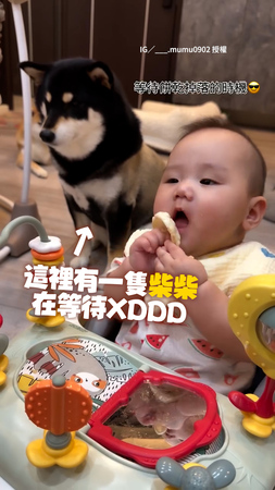 【被汪等到了】寶寶吃餅乾柴犬坐一旁等待！食物掉落牠直接開吃XD