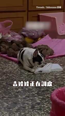 【小調皮封印術】讓吉娃娃變乖的咒語！聽到這句話直接「一秒僵住」XD