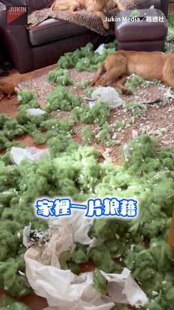 【兇手就在其中】到底哪隻狗拆的？才帶去海邊放電完 出個門回來家又沒了...