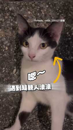 【完全不怕人】浪貓路邊排排站　撒嬌模樣超可愛