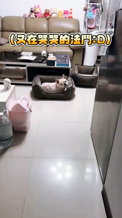 【愛哭的媽寶】法鬥想見媽哭超大聲　牠被制止秒變委屈小狗XD