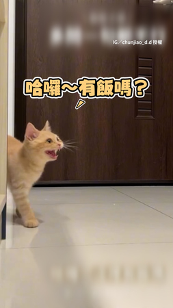 【問題很多欸！】橘貓來撒嬌討飯吃　奴才不停問問題牠氣到不吃了XD