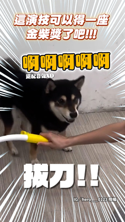 【演技堪比奧斯卡】戲精黑柴閃過主人小連招還自動加戲XD