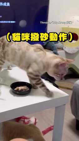 【表情也太嫌棄XD】貓咪在食物旁伸毛手狂撥！奴才：怎樣很臭是不是啦...