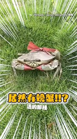 【真的是蟹囉^^】婚禮食材落跑！螃蟹逃一半被送回廚房