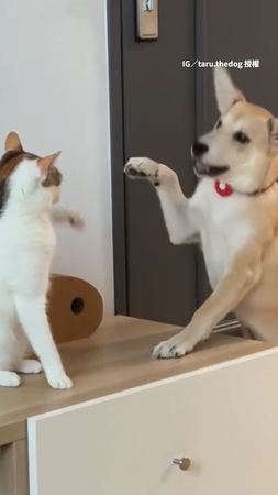 【兩個招數一樣】狗狗出「貓拳」邀玩　結果單方面被揍XD