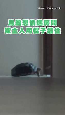 【看我屁屁攻擊！】烏龜發現正面推不動棍子竟轉身改用屁股撞XD
