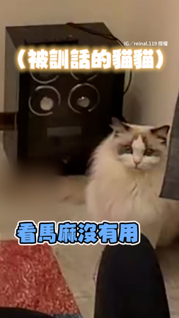 【這樣我很難教】爸認真訓話貓貓中　媽一旁看各種忍不住笑XD