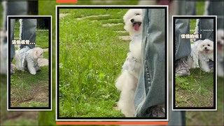 馬爾濟斯第一次碰到草地 完全不敢走要爸抱