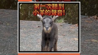 大雪山森林長鬃山羊寶寶現身　萌叫聲曝光可愛融化全網