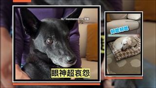狗狗表演失手肉乾噴飛！　直接精準投餵同伴啦