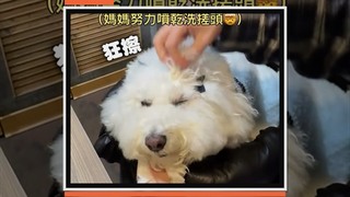 火鍋醬料打翻在狗狗頭上　媽搶救後一聞：好上頭
