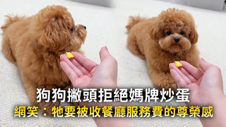 狗狗撇頭拒絕媽牌炒蛋　網笑：牠要被收餐廳服務費的尊榮感