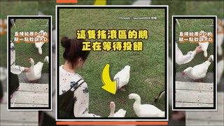 鵝站在搖滾區等待投餵　飼料卻丟身後牠秒爆氣