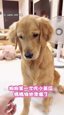 【演技派】狗狗初嚐小黃瓜「這味母湯」　偷吐還用腳蓋住裝傻